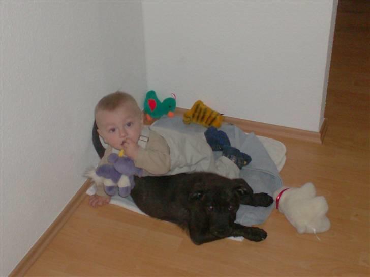 Blanding af racer Laban billede 3