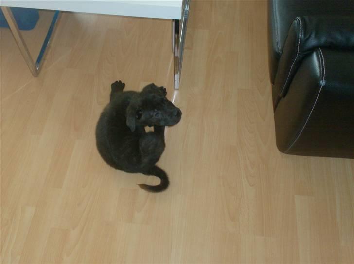 Blanding af racer Laban billede 4