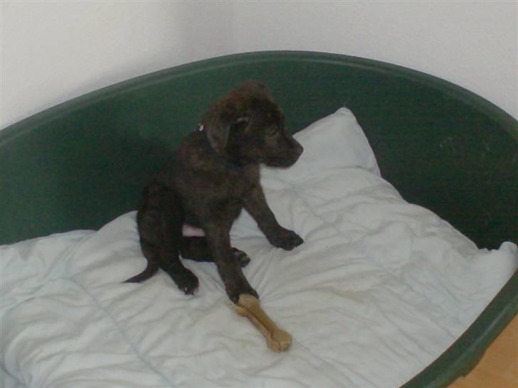 Blanding af racer Laban billede 5