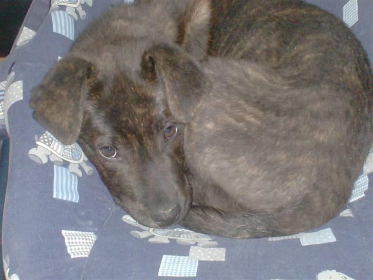 Blanding af racer Laban billede 6