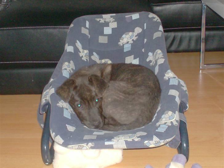 Blanding af racer Laban billede 7