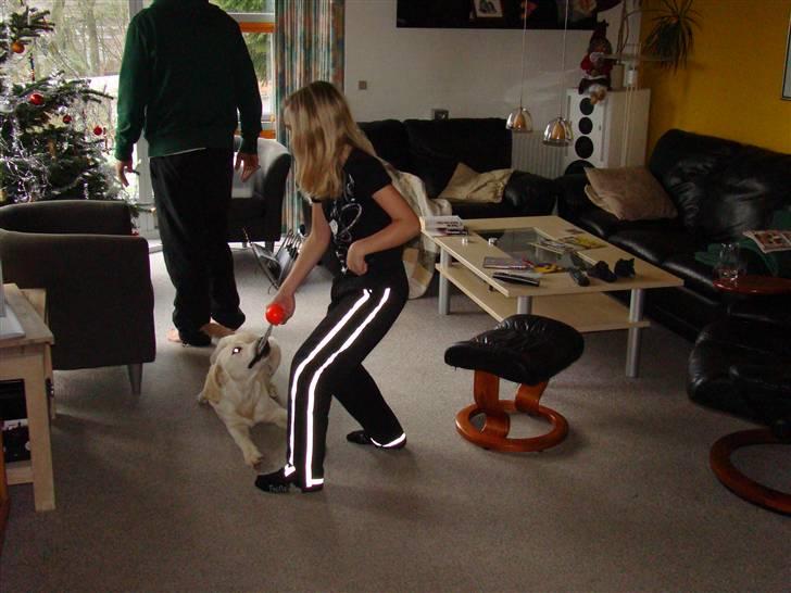 Golden retriever Balou.. - Vi leger!!!!!!!!!!!!!!!!!!!!!!!! billede 18