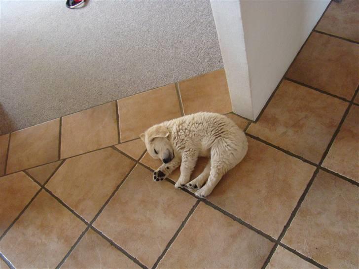 Golden retriever Balou.. - Han sover!!!!!!!!!<33333 billede 19