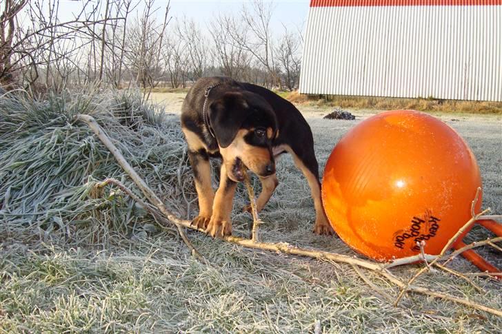 Blanding af racer Samson billede 7