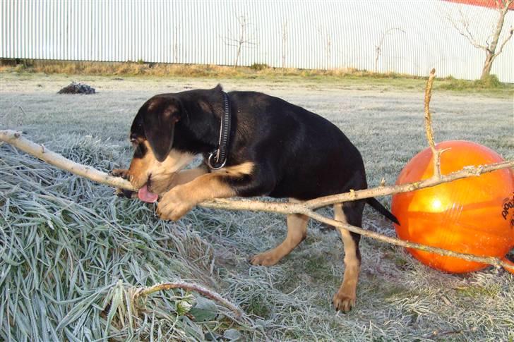 Blanding af racer Samson billede 8