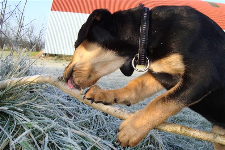 Blanding af racer Samson billede 9