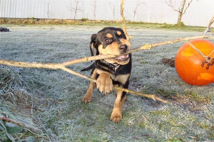 Blanding af racer Samson billede 10