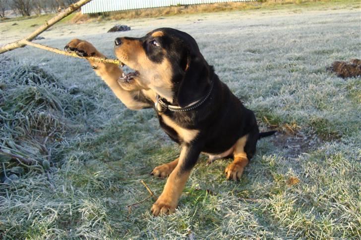 Blanding af racer Samson billede 11