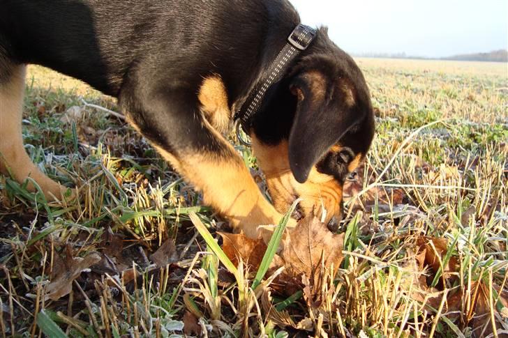 Blanding af racer Samson billede 12
