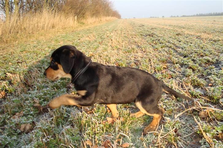 Blanding af racer Samson billede 13