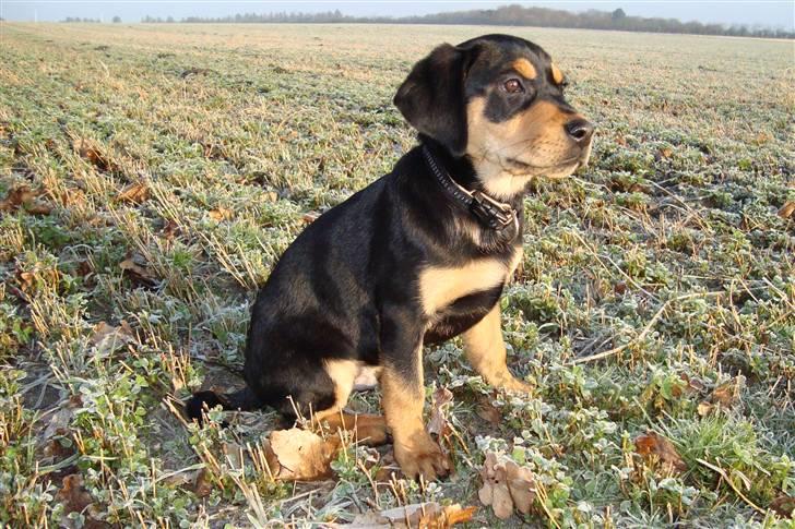 Blanding af racer Samson billede 14