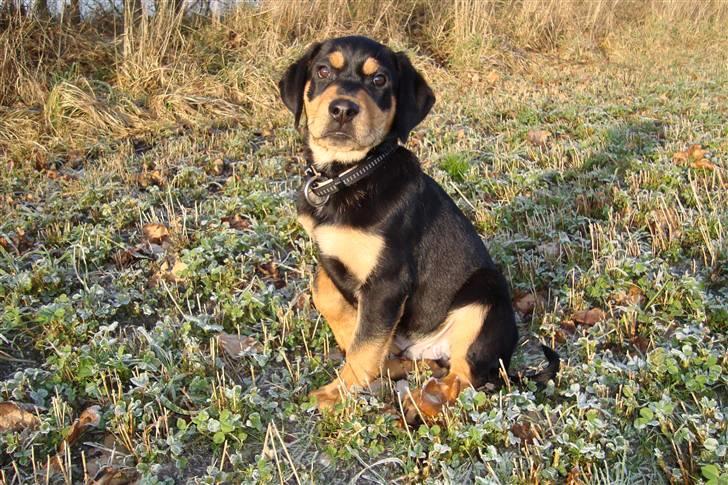 Blanding af racer Samson billede 15