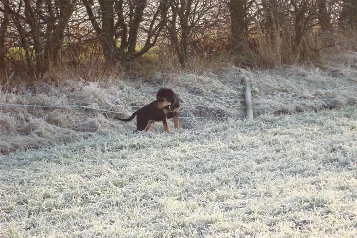 Blanding af racer Samson billede 16