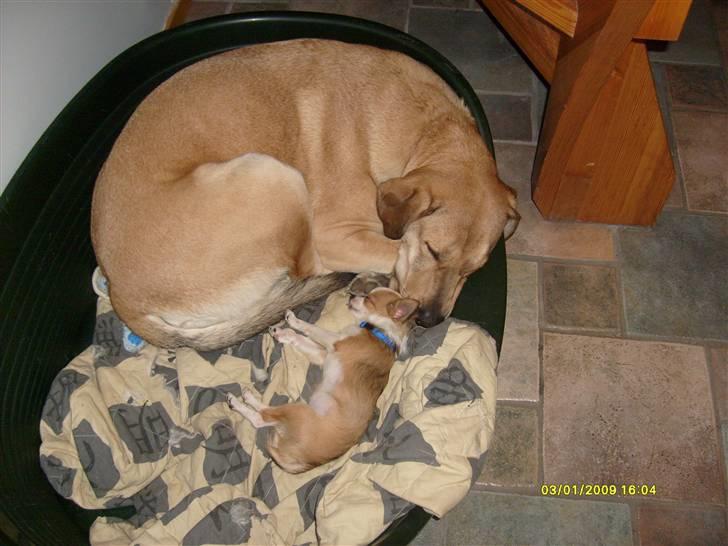 Newfoundlænder Rolf - Rolf & Gismo der sover<3 billede 1