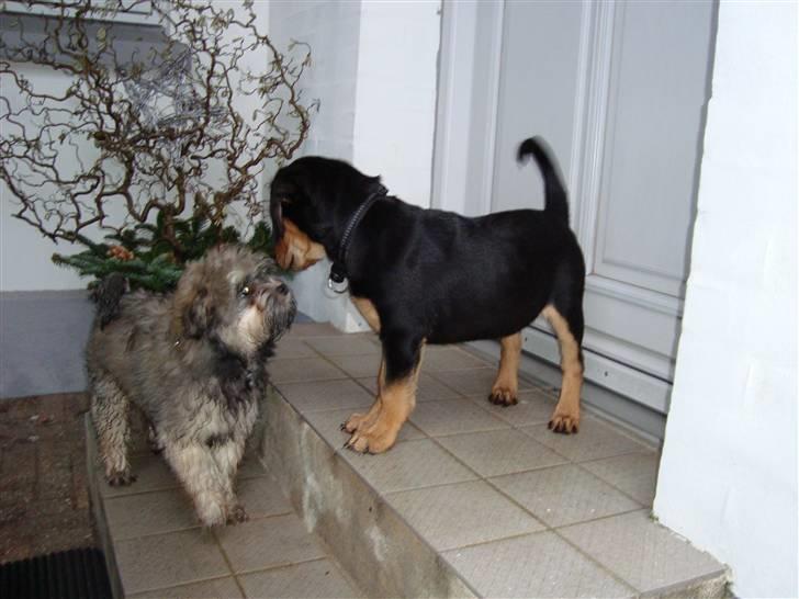 Blanding af racer Samson billede 17