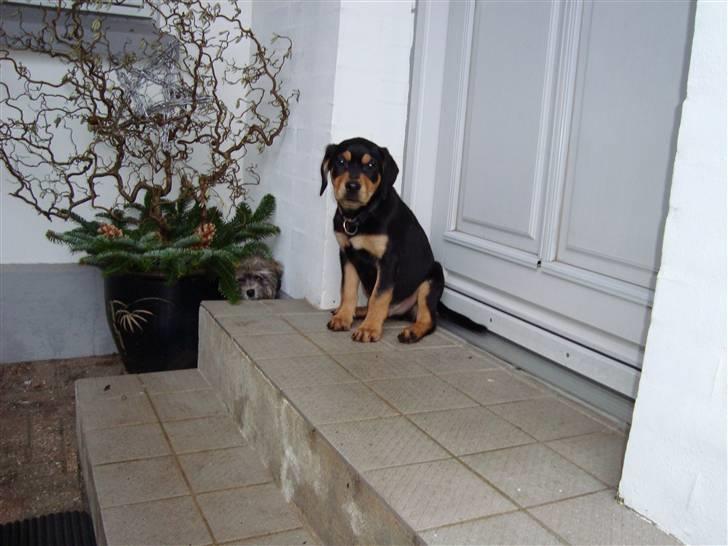 Blanding af racer Samson billede 18