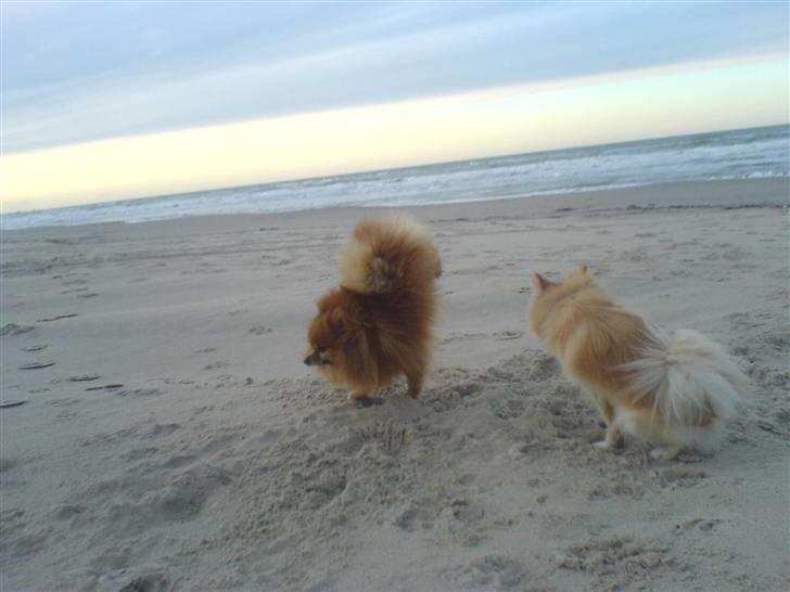 Pomeranian mikkel billede 18