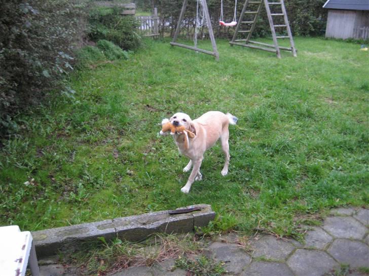 Labrador retriever Molly - Leger med en bamse i haven. billede 4