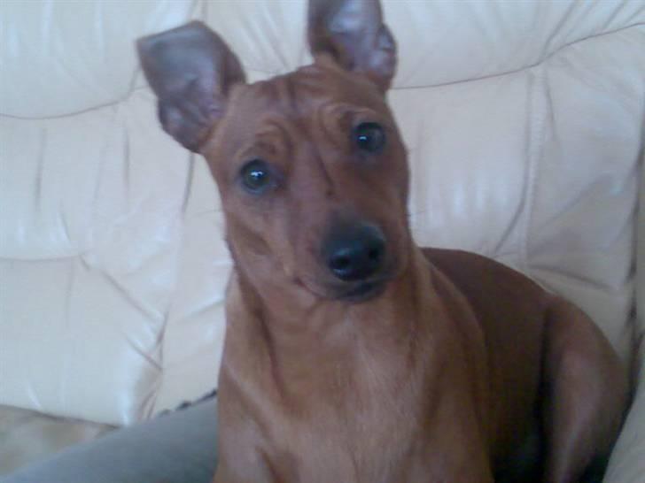 Dvaergpinscher kaiser billede 1