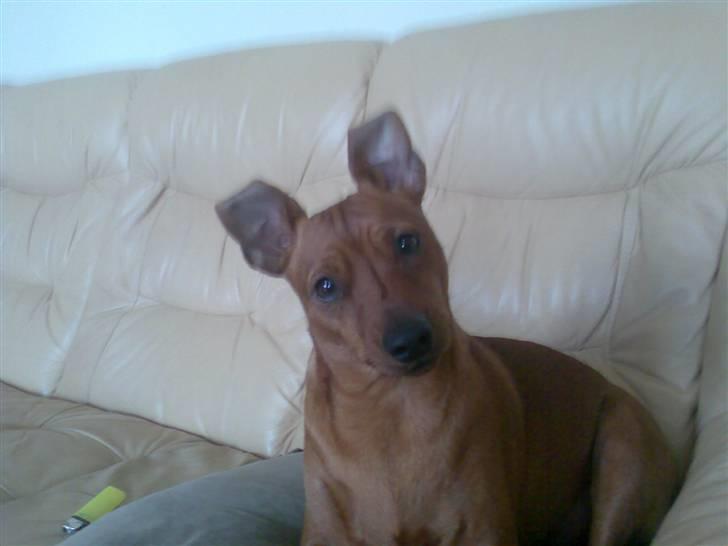 Dvaergpinscher kaiser billede 2