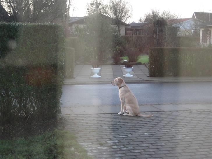 Labrador retriever Molly - Sidder pænt og holder øje ved fortovet. Må jo ikke gå længere:-( billede 5