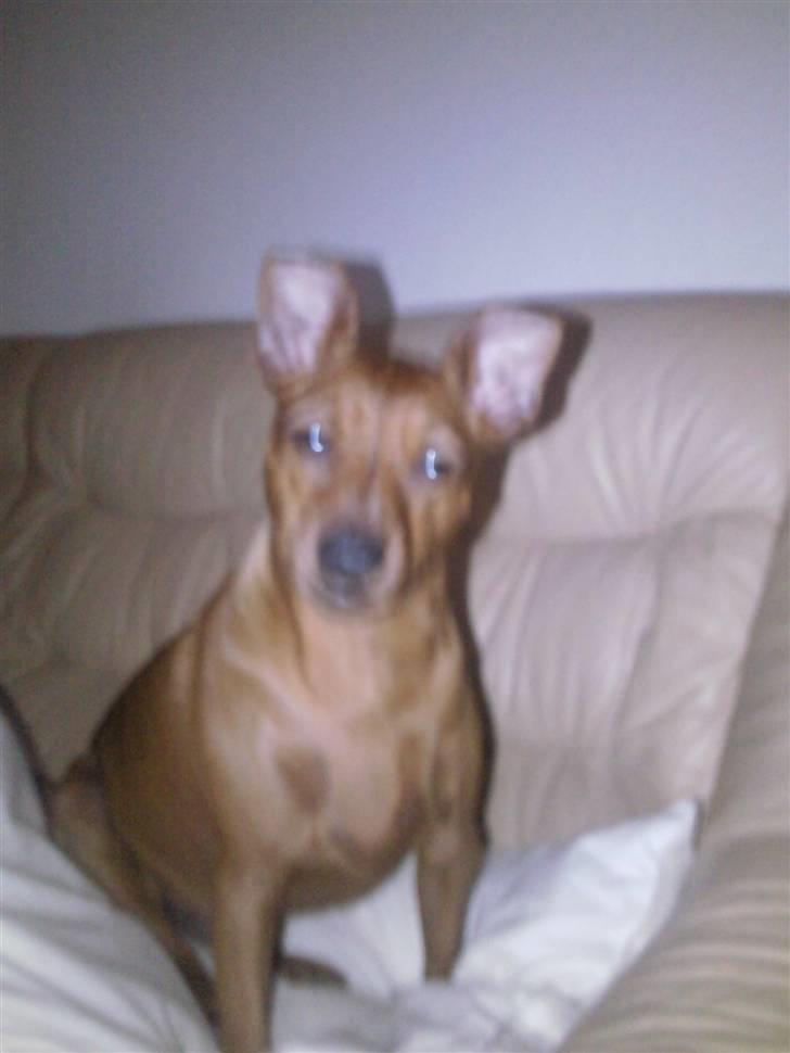 Dvaergpinscher kaiser billede 3