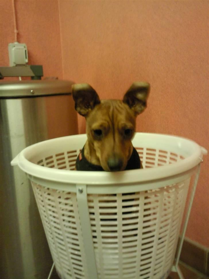 Dvaergpinscher kaiser billede 4