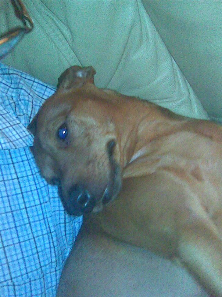 Dvaergpinscher kaiser billede 5