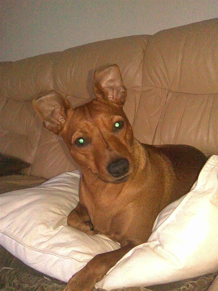 Dvaergpinscher kaiser billede 6