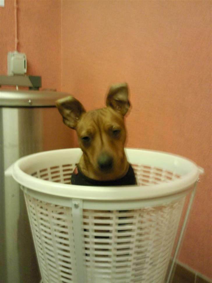 Dvaergpinscher kaiser billede 7