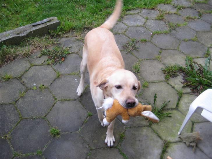 Labrador retriever Molly - En god bamse at rende med i munden. billede 6