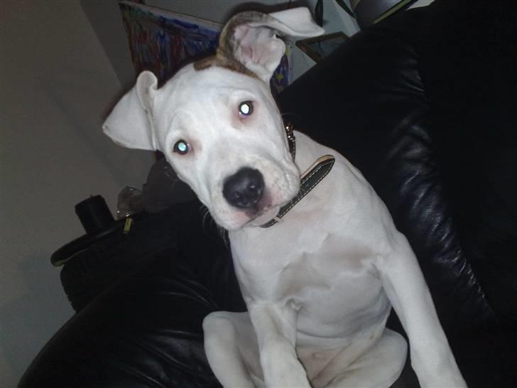 Amerikansk bulldog Deka billede 1