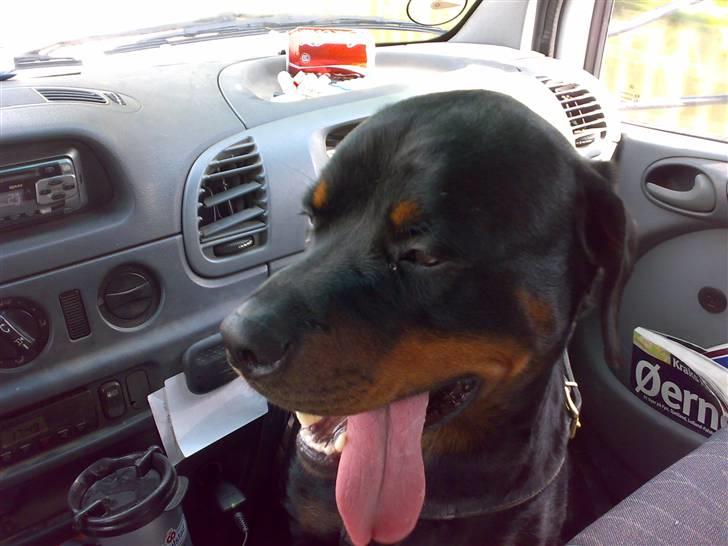 Rottweiler Snoopie billede 8