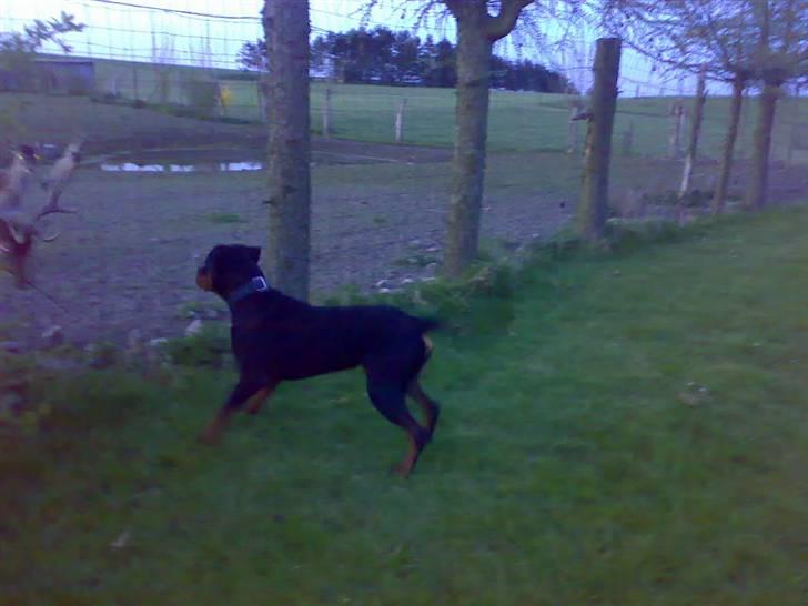 Rottweiler Snoopie billede 9