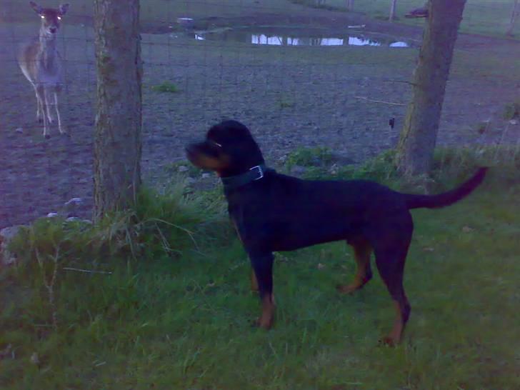 Rottweiler Snoopie billede 10