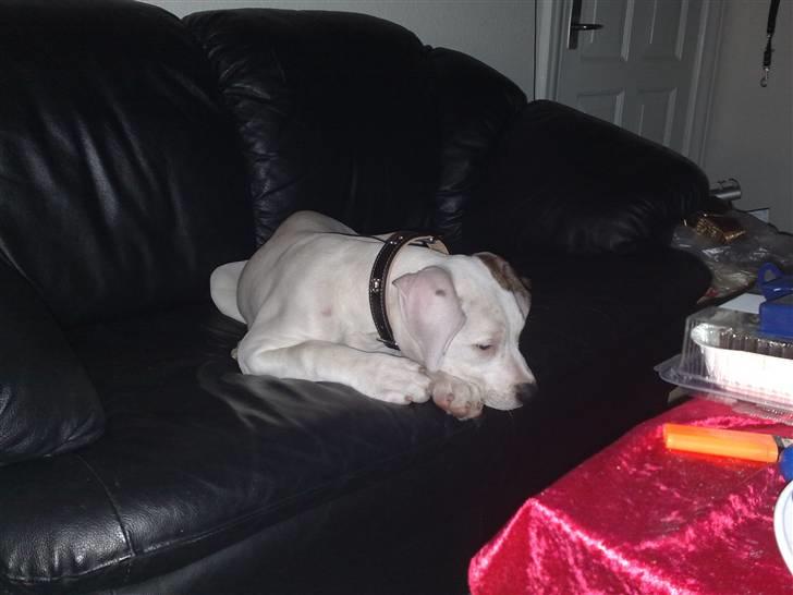 Amerikansk bulldog Deka billede 2