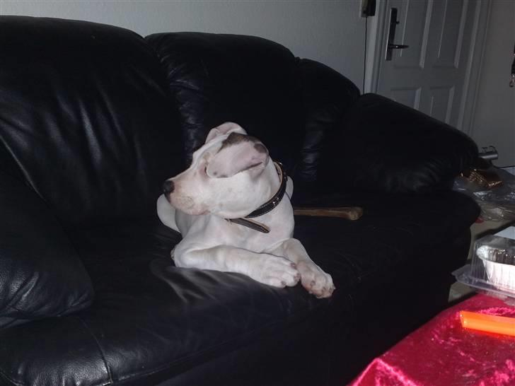 Amerikansk bulldog Deka billede 3