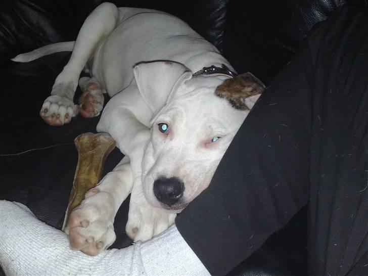 Amerikansk bulldog Deka billede 4