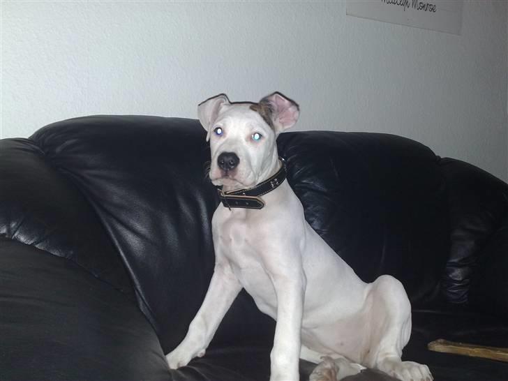 Amerikansk bulldog Deka billede 5