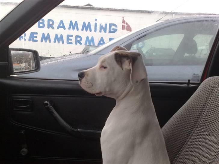 Amerikansk bulldog Deka billede 6