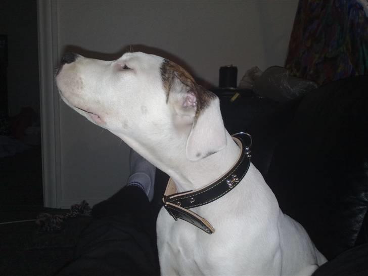 Amerikansk bulldog Deka billede 7