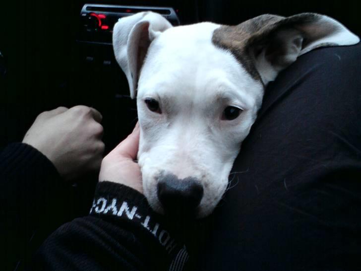 Amerikansk bulldog Deka billede 8