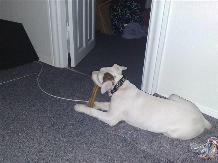 Amerikansk bulldog Deka billede 9