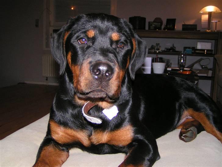 Rottweiler Liva - Ligger lige her og hygger.... billede 11