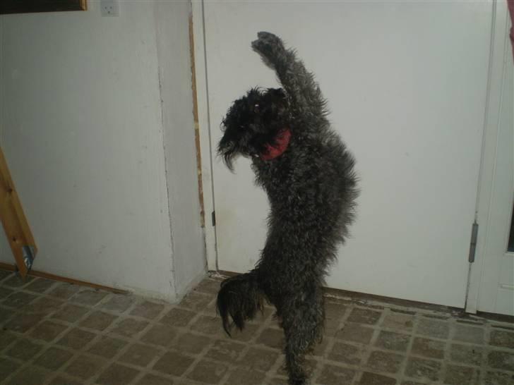 Blanding af racer Marta billede 2