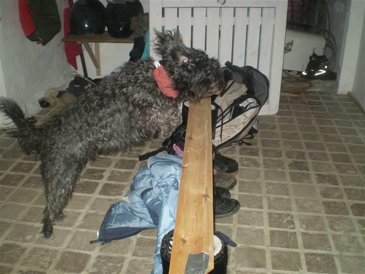 Blanding af racer Marta billede 3