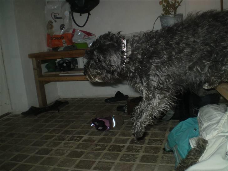 Blanding af racer Marta billede 4