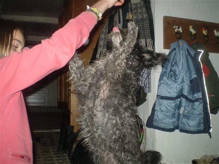 Blanding af racer Marta billede 5