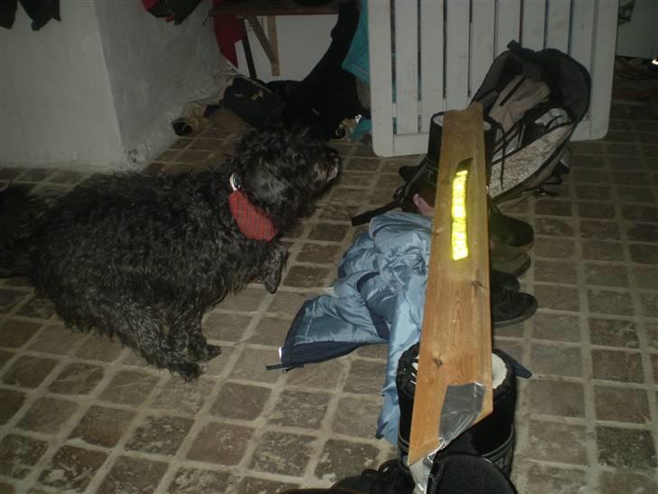 Blanding af racer Marta billede 6