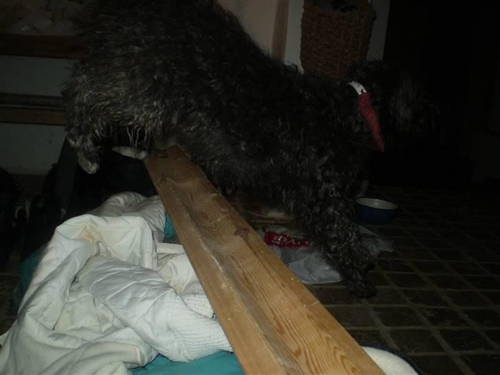 Blanding af racer Marta billede 7